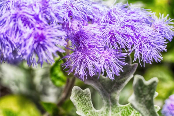 Μακροεντολή φωτογραφία του ένα ageratum μωβ λουλούδι — Φωτογραφία Αρχείου