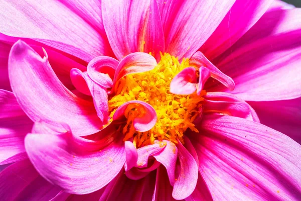 Макрофотография красной хризантемы — стоковое фото