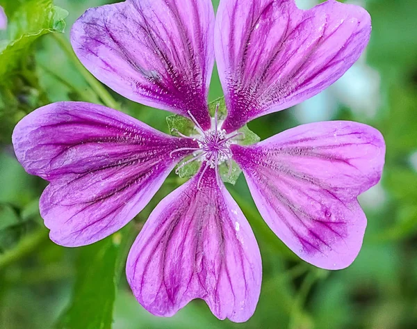 Macro photo of a lilac — Stock Photo, Image