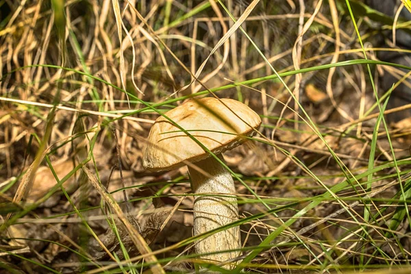 Makro fotoğraf bir mantar