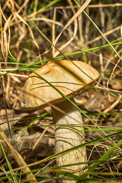 Makro fotoğraf bir mantar