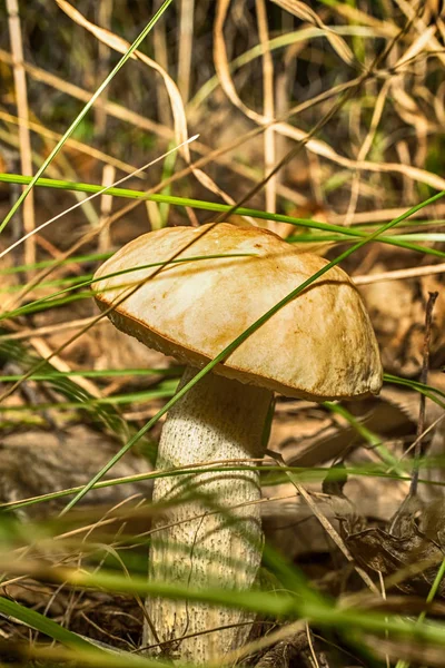 Makrofoto eines Pilzes — Stockfoto