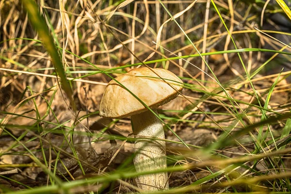 Çimenlerin arasında ormandaki kahverengi şapkalı mantar fotoğrafı makro yakın çekim