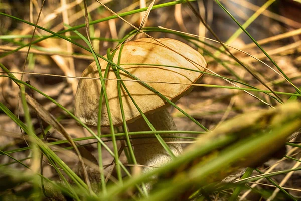 Makrofoto eines Pilzes — Stockfoto