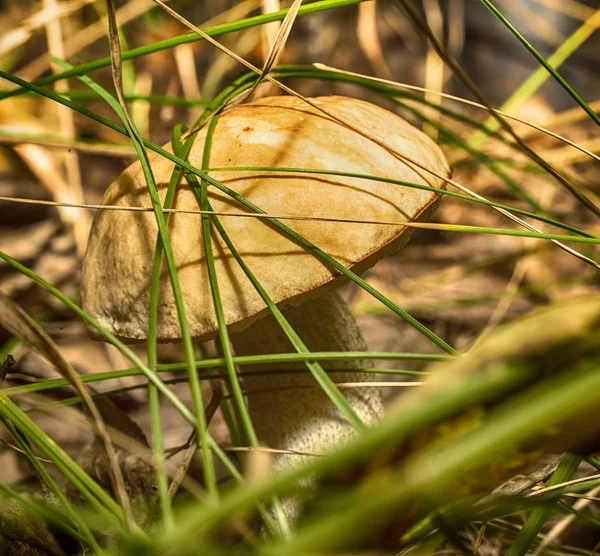 Makrofoto eines Pilzes — Stockfoto
