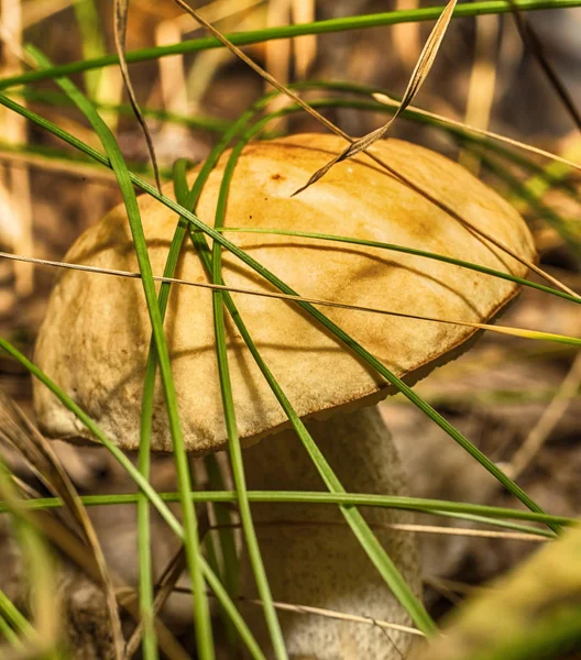 Makrofoto eines Pilzes — Stockfoto