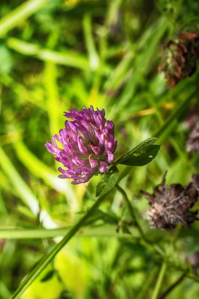 Μακροεντολή φωτογραφία τριφύλλι λουλούδι γκρο πλαν — Φωτογραφία Αρχείου