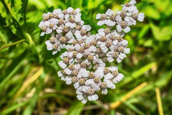 Macro foto de um branco — Fotografia de Stock