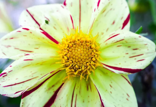 Макро фото желтый цветок — стоковое фото
