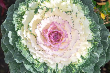 Yakın çekim bir bitkinin fotoğraf