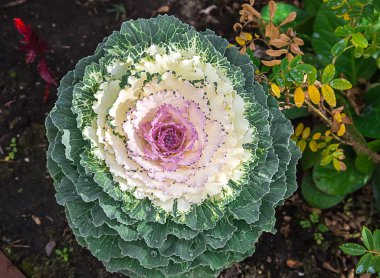 Yakın çekim bir bitkinin fotoğraf