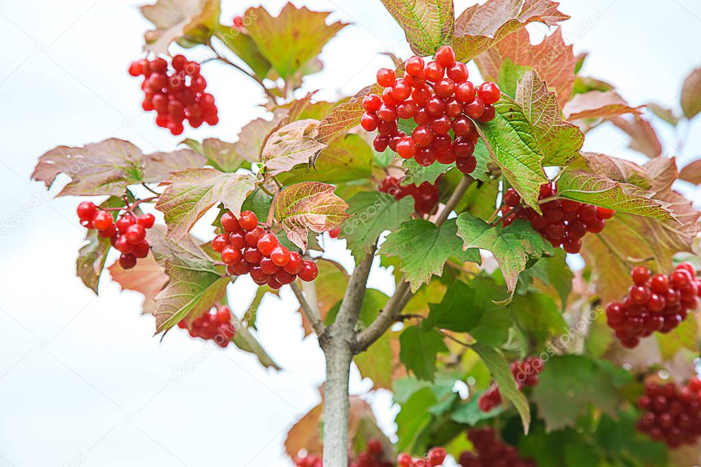 Photo of a bush of a viburnum with ripe