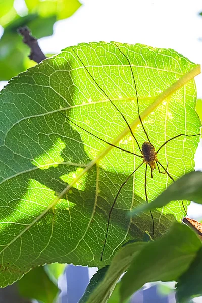 Macro photo of a spider — Stock Image Macro photo of a spider Stock Picture