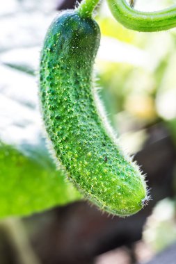Makro fotoğraf bir salatalık
