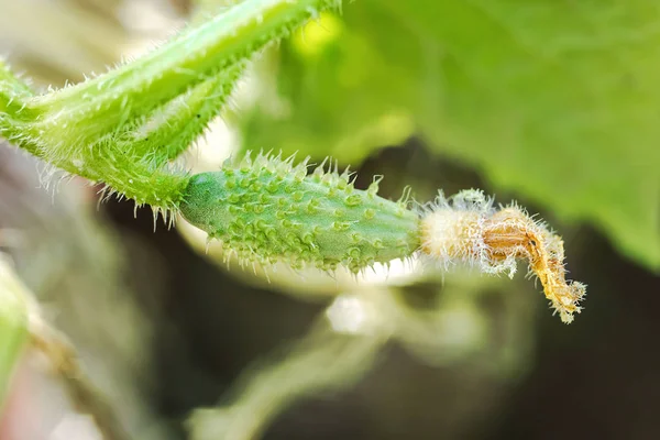 Macro foto di un embrione di un cetriolo — Foto Stock