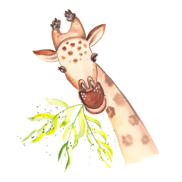 Hand drawing of a giraffe paints close-up of a looking munching grass