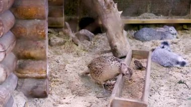 Sülün kuş gündüz sırasında çiftliğinde