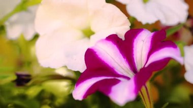 Pembe çiçek atış kadar gündüz kapatın