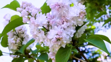 mor çiçekler atış kadar gündüz kapatın