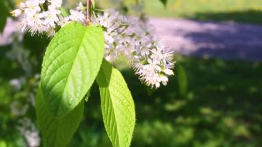 Gündüz sırasında Park'ta çiçek çiçekler