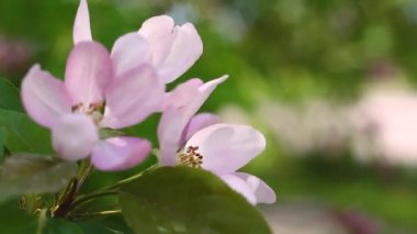Gündüz sırasında Park'ta çiçek çiçekler