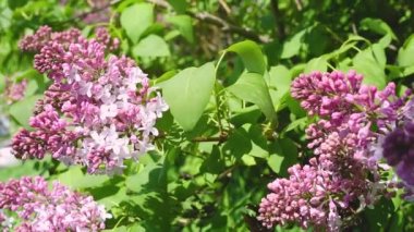 mor çiçekler atış kadar gündüz kapatın