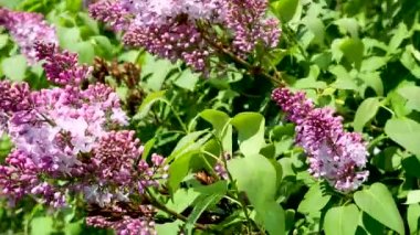 mor çiçekler atış kadar gündüz kapatın