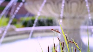 eski çeşme Park'ta gündüz görünümü 