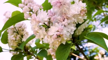 Gündüz sırasında Park'ta çiçek çiçekler
