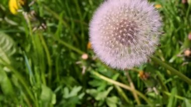 karahindiba gündüz sırasında yeşil çim üzerinde
