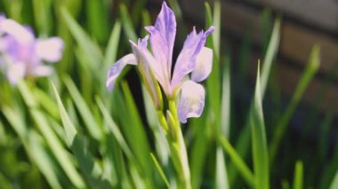 mor çiçekler atış kadar gündüz kapatın