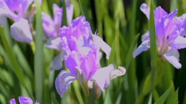 mor çiçekler atış kadar gündüz kapatın
