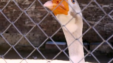 çiftlikte gündüz kaz