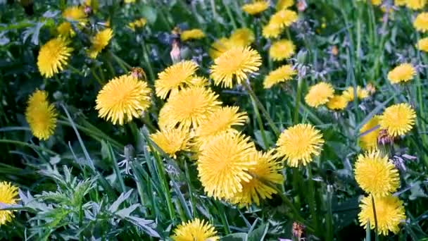 Λουλούδια Που Ανθίζουν Στο Πάρκο Κατά Διάρκεια Της Ημέρας — Αρχείο Βίντεο