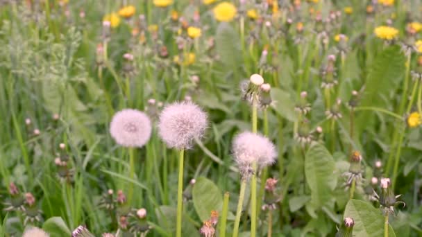 Pissenlit Sur Herbe Verte Pendant Journée — Video