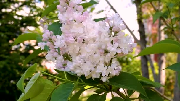 Close Shot Van Paarse Bloemen Overdag — Stockvideo