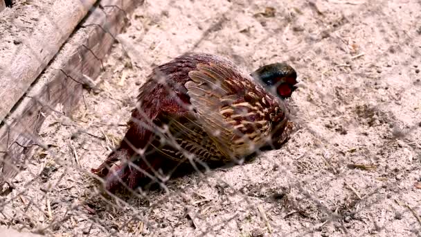 Pheasant Bird Farm Daytime — Stock Video