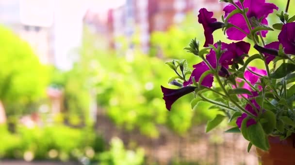 Rozkvetlé Květiny Parku Během Dne — Stock video