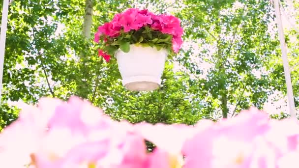 Bliska Strzał Fioletowe Kwiaty Ciągu Dnia — Wideo stockowe