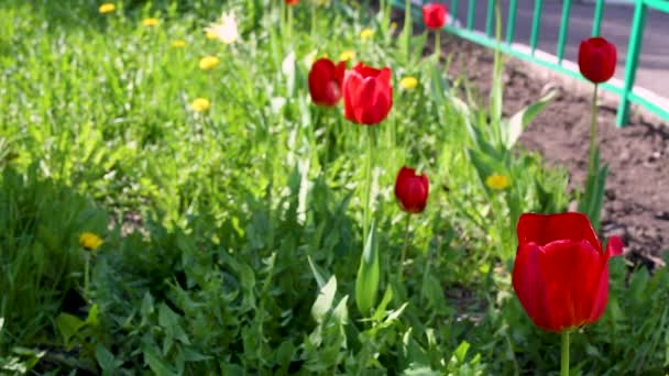 Blühende Blumen Park Tagsüber — Stockvideo