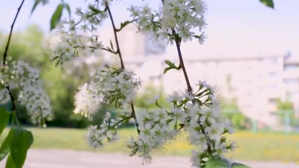 Flores Florescentes Parque Durante Dia — Vídeo de Stock