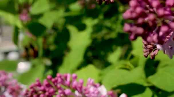 Bliska Strzał Fioletowe Kwiaty Ciągu Dnia — Wideo stockowe