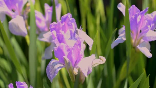 Gros Plan Des Fleurs Violettes Pendant Journée — Video