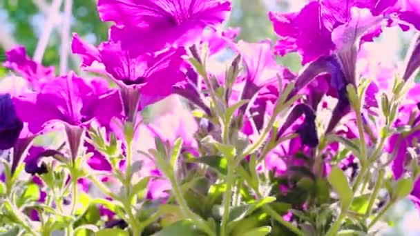 Zár Megjelöl Szemcsésedik Ból Lila Virágok Napközben — Stock videók