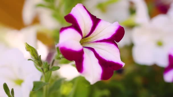 Κοντινό Πλάνο Του Ροζ Λουλούδι Κατά Διάρκεια Της Ημέρας — Αρχείο Βίντεο