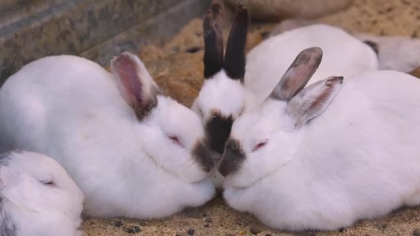 Coelhos Exploração Agrícola Durante Dia — Vídeo de Stock