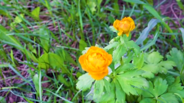 Bloeiende Bloemen Park Overdag — Stockvideo