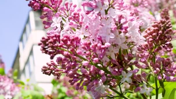 Gros Plan Des Fleurs Violettes Pendant Journée — Video