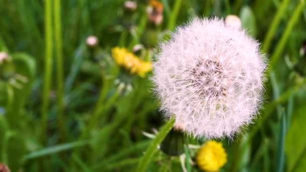 Pissenlit Sur Herbe Verte Pendant Journée — Video