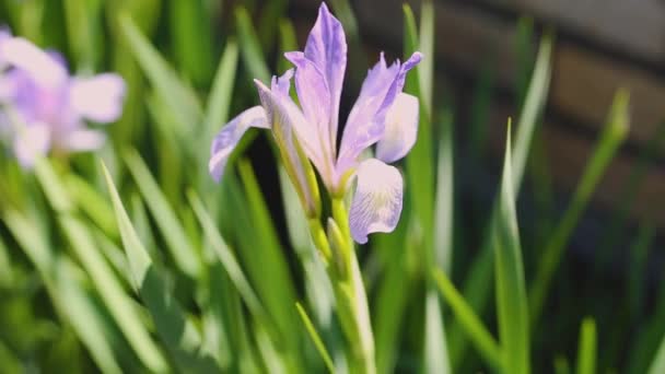Крупним Планом Знімок Фіолетових Квітів Вдень — стокове відео